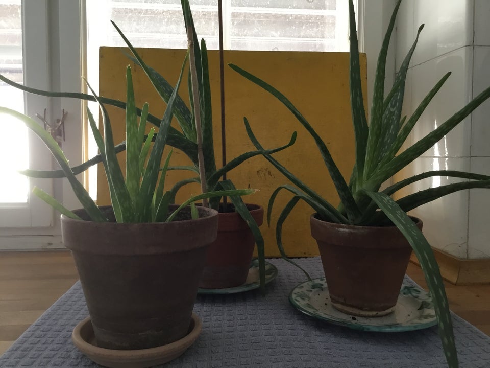 Stueplanter Aloe Vera