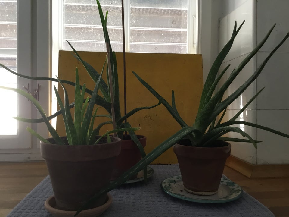 Stueplanter Aloe Vera