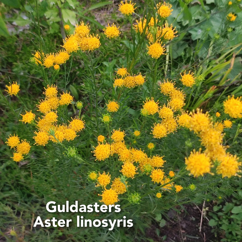 Guldasters katost silkeplante