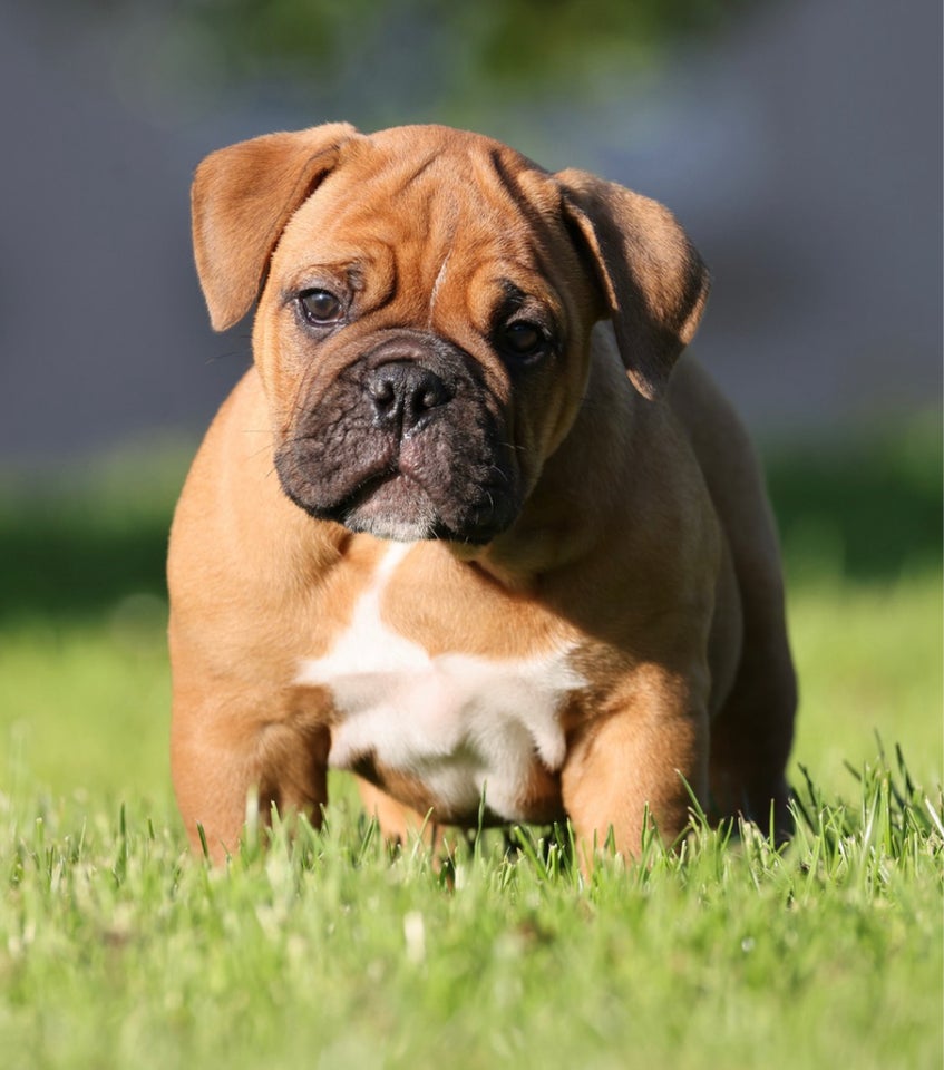 Old english bulldog flere hvalpe