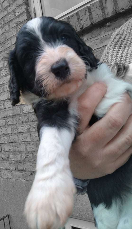 3 cockapoo/ cavapoo hvalpe