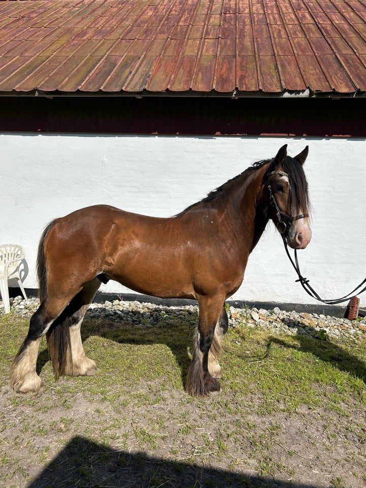 Tinker vallak 3 år