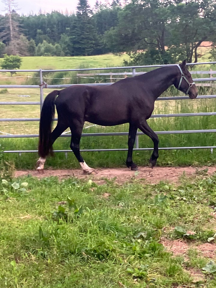 Welsh Partbreed vallak 3 år