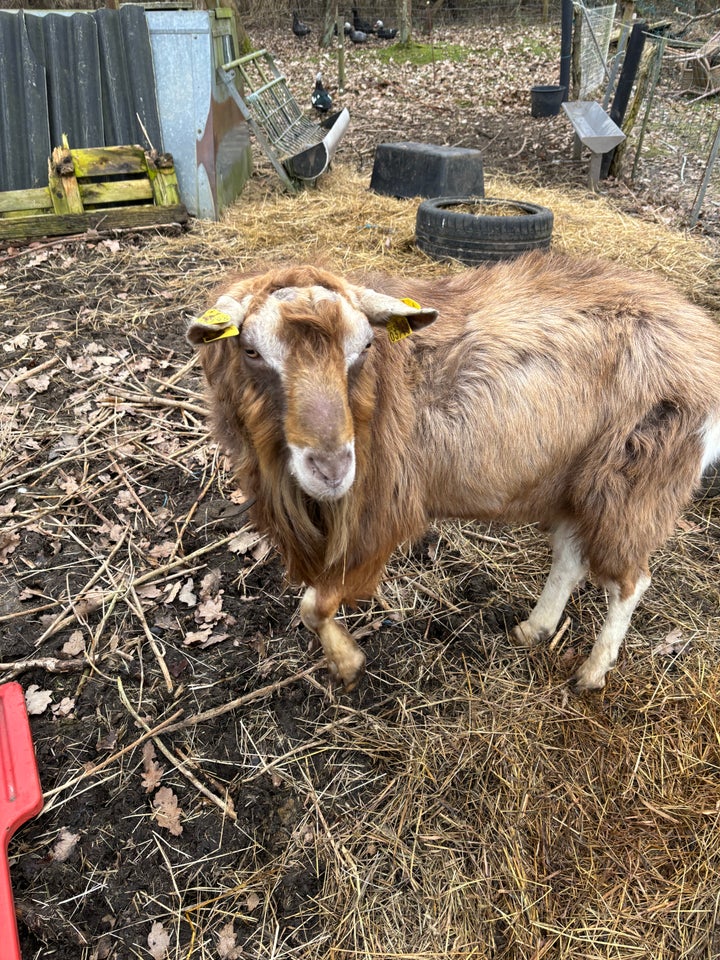 Ged, Toggenburg, 1 stk.