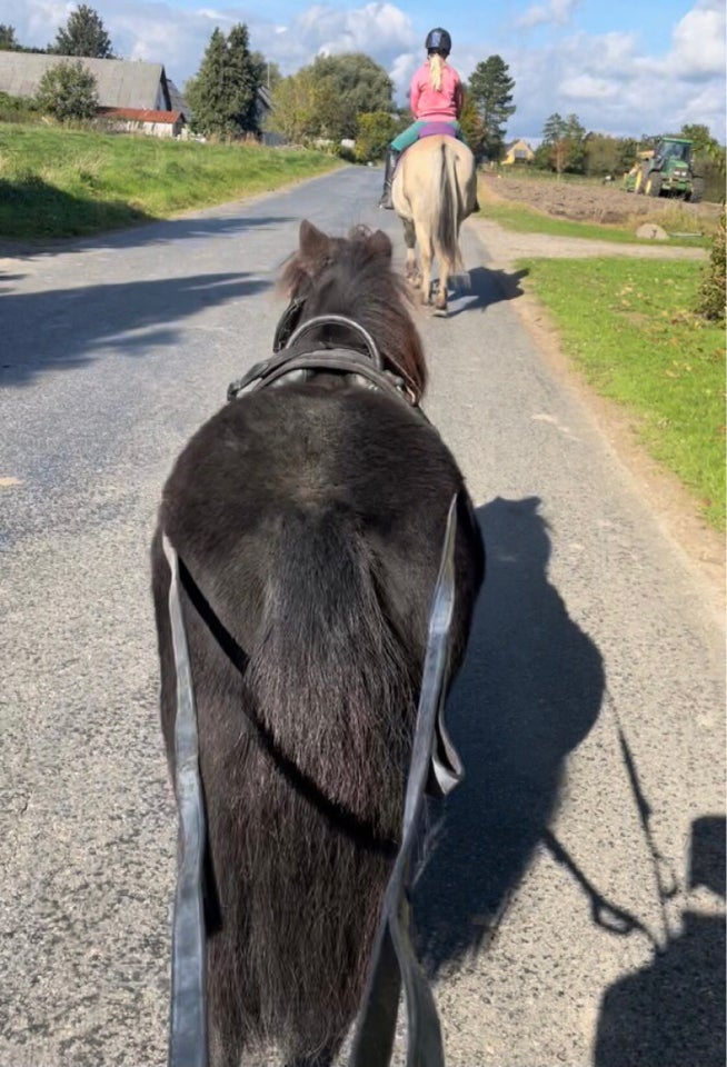 Shetlandspony, hoppe, 14 år