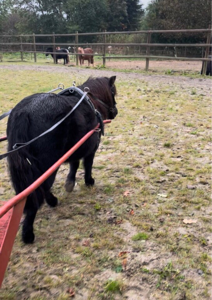 Shetlandspony, hoppe, 14 år