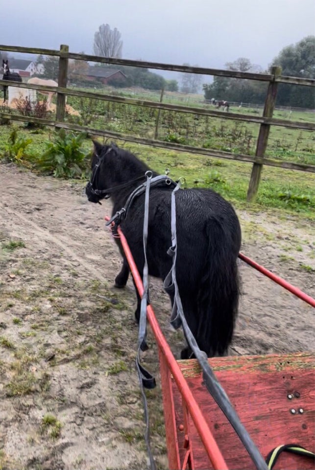 Shetlandspony, hoppe, 14 år