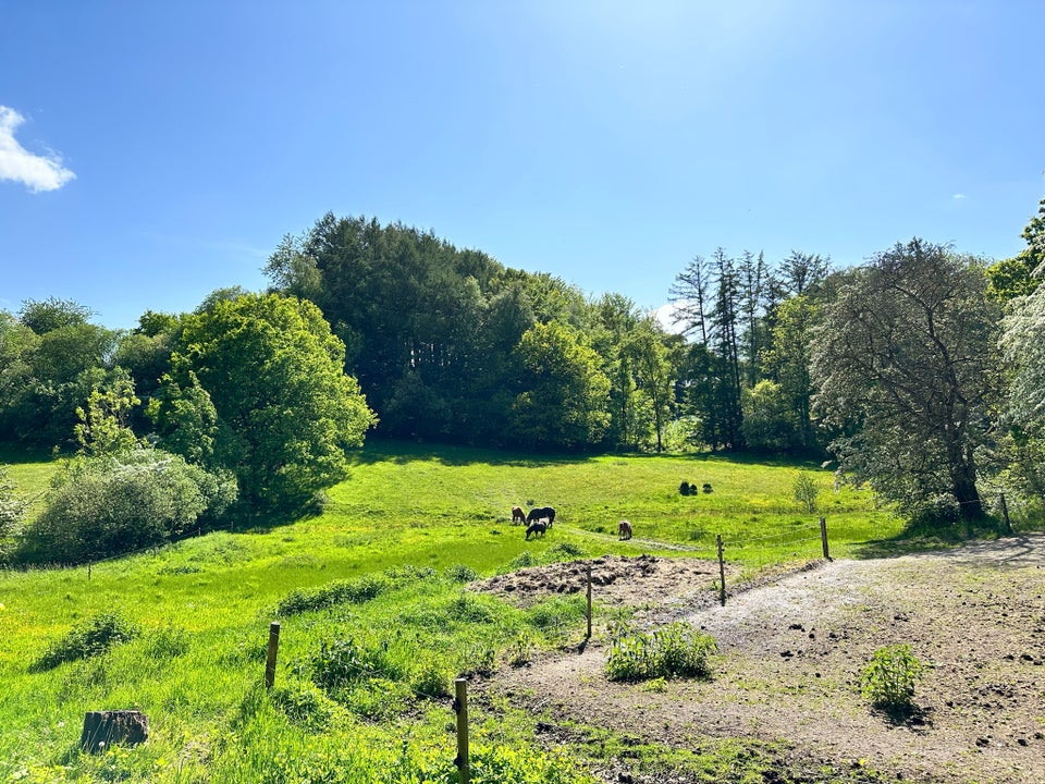 Sommergræs/løsdrift