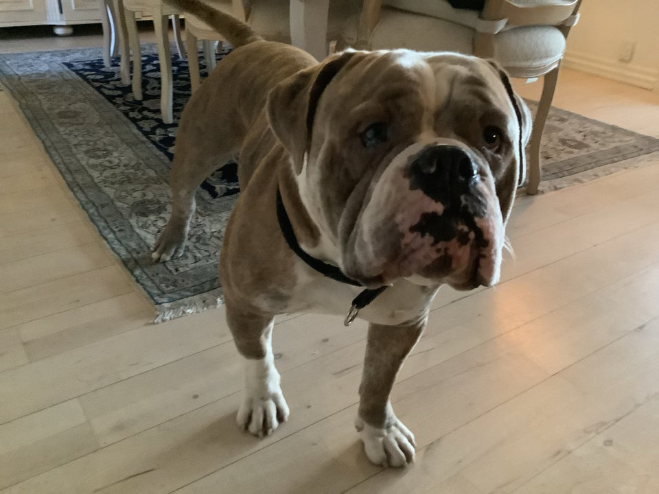 Old english bulldog hund 4 år