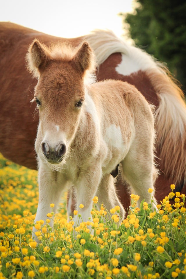 Shetlandspony hingst 0 år