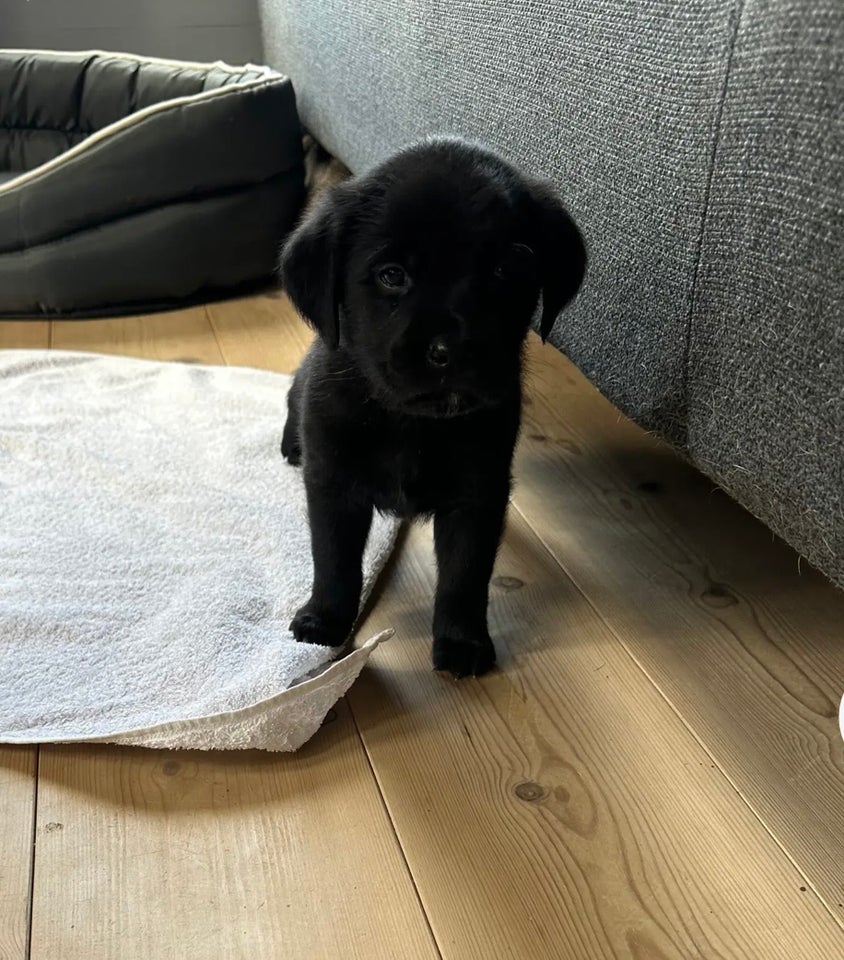 Smukke hvalpe Golden retrie