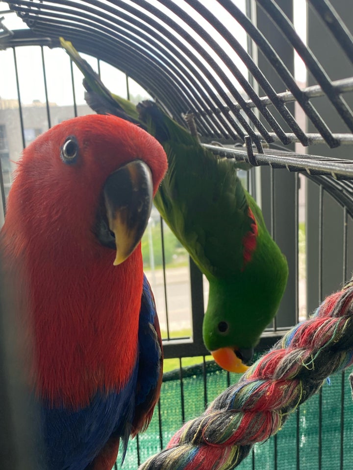 Papegøje Eclectus papegøje  1 år