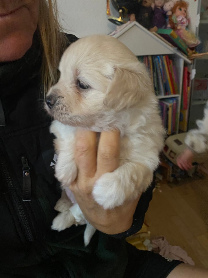 Bomuldshund Coton de tulear