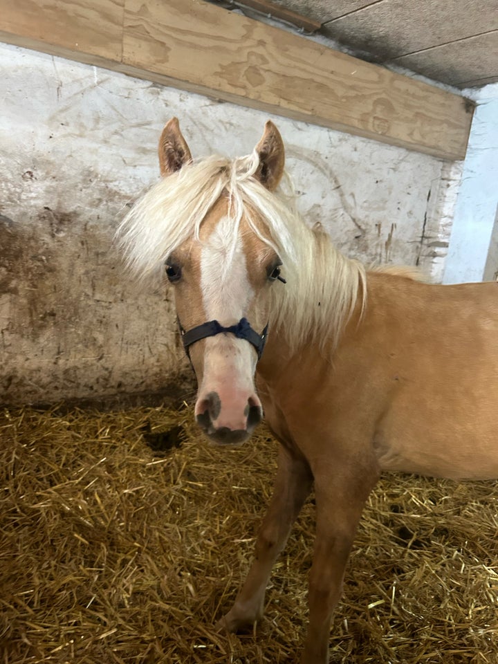 Welsh hingst 1 år