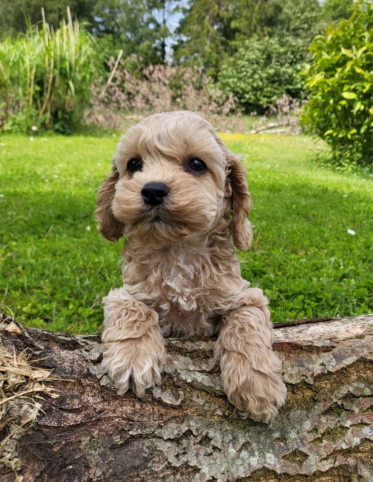 Smukke Cockapoo hvalpe sælges