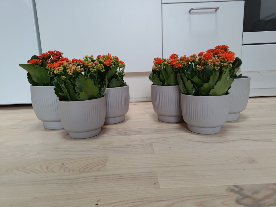 Blomsterkrukker