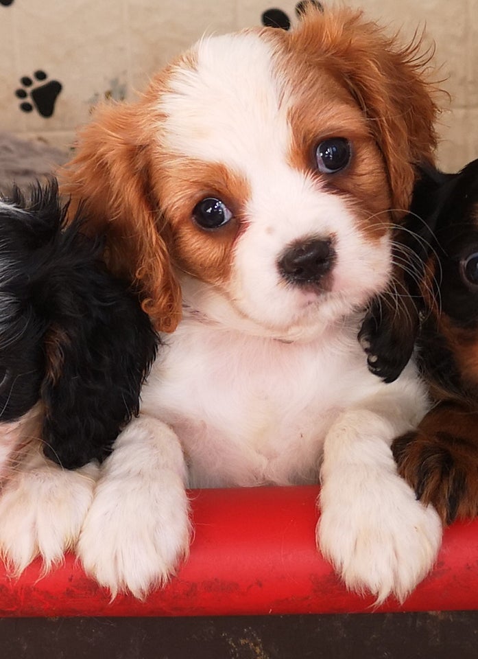 Cavalier King Charles hvalpe 4