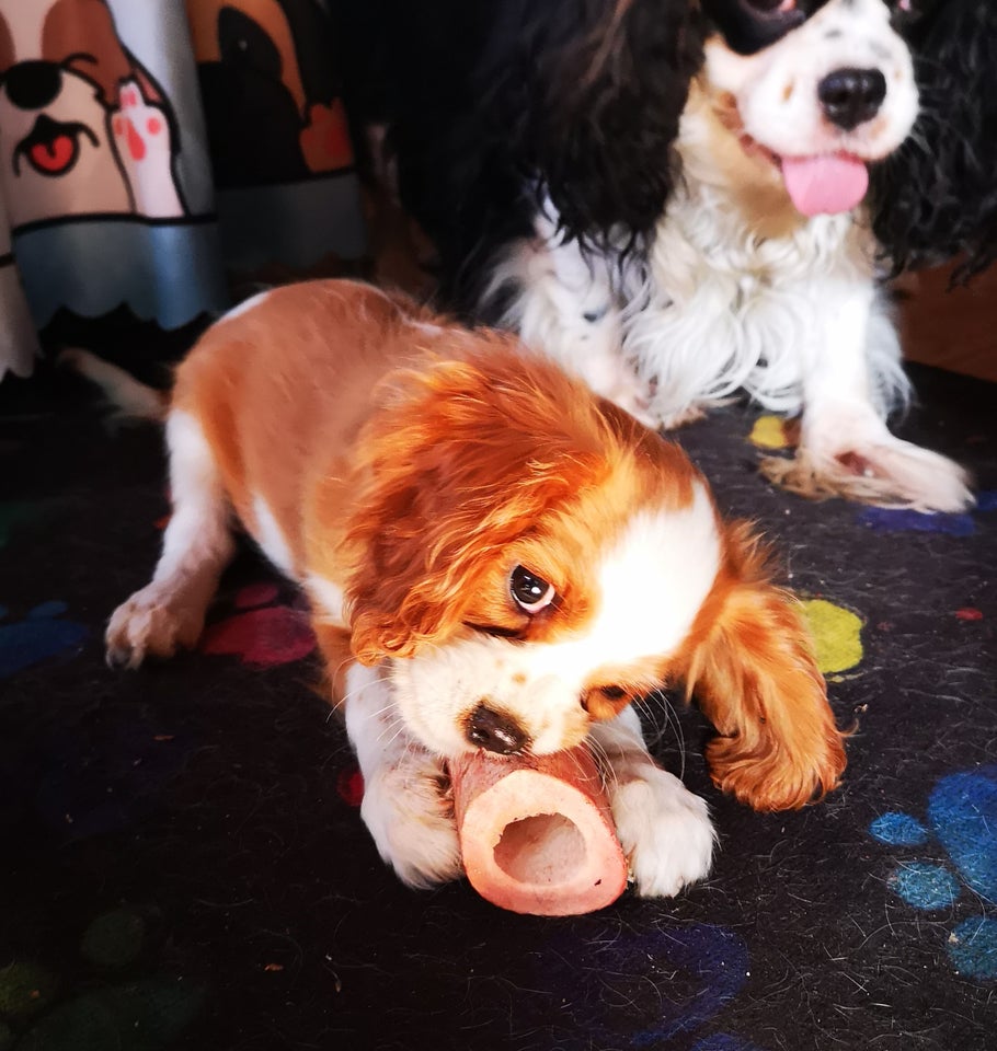 Cavalier King Charles hvalpe 4