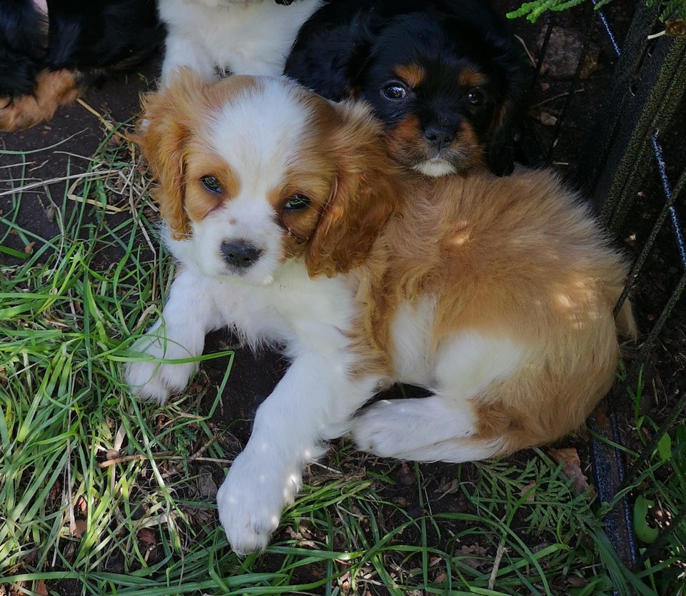 Cavalier King Charles hvalpe 4