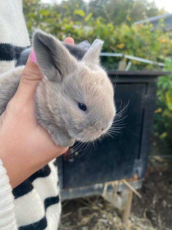 Kanin, Dværgvædder, 0 år