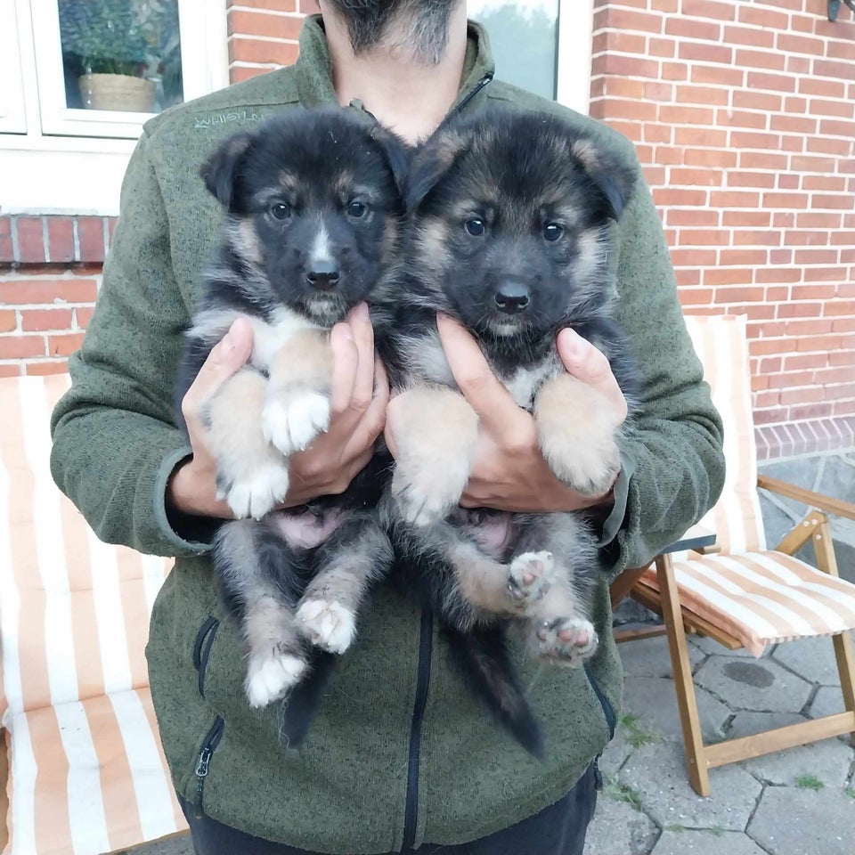 Siberian Husky/Alaskan Mala