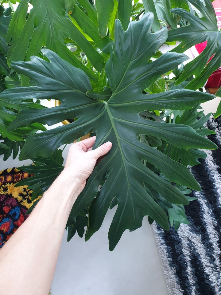 Stueplante, Philodendron