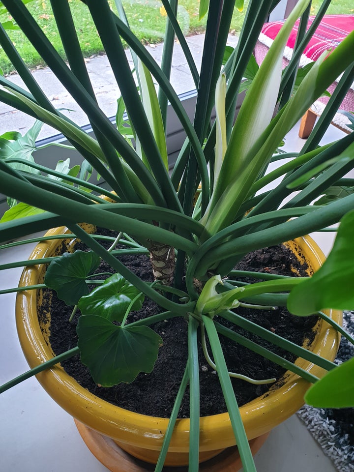 Stueplante, Philodendron