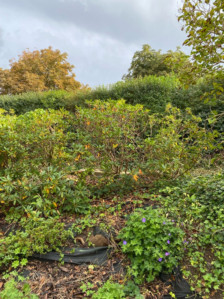 Rhododendron Forskellige typer