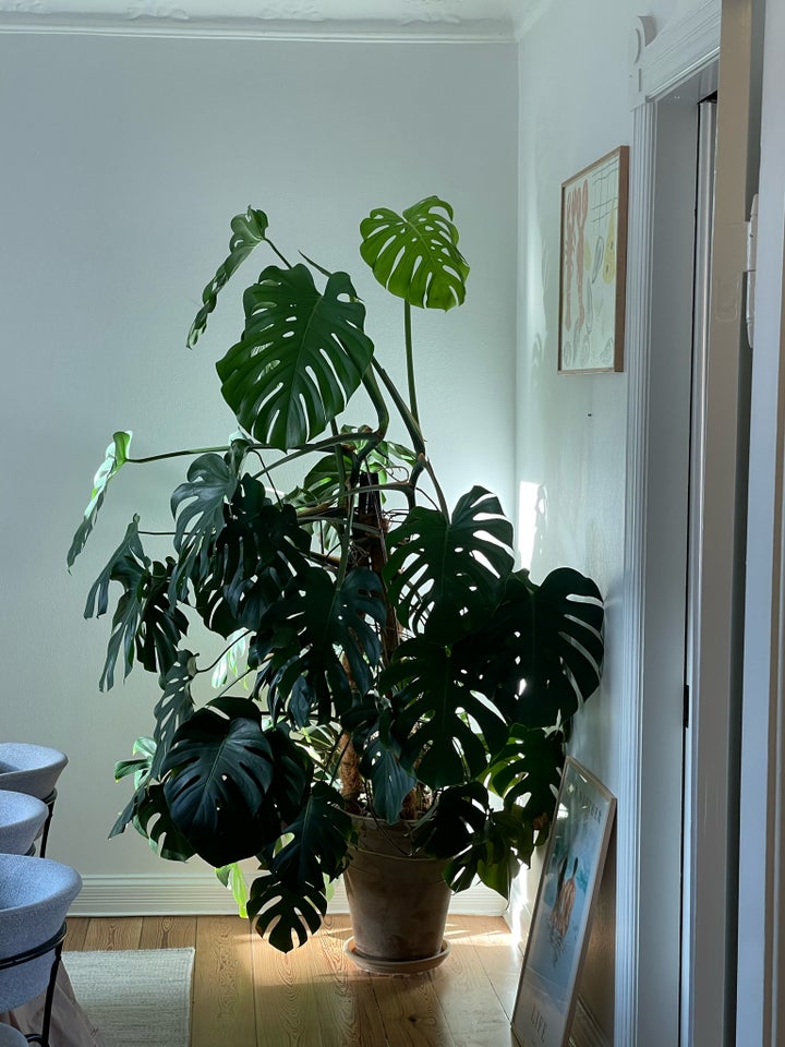 Monstera  Deliciosa