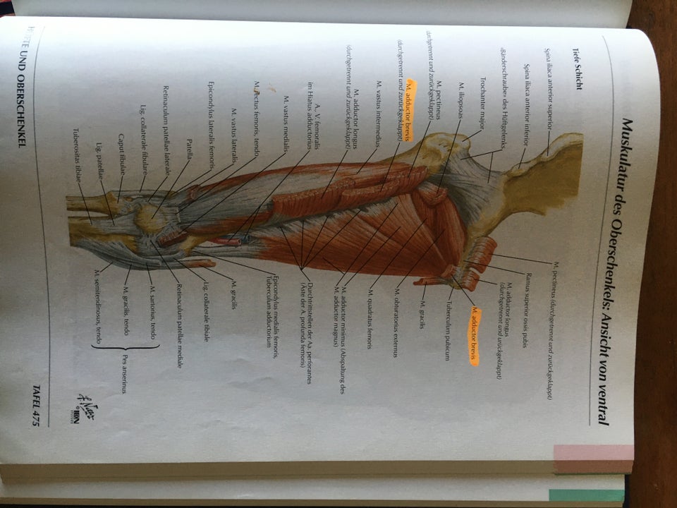 Atlas der Anatomien des Menschen,