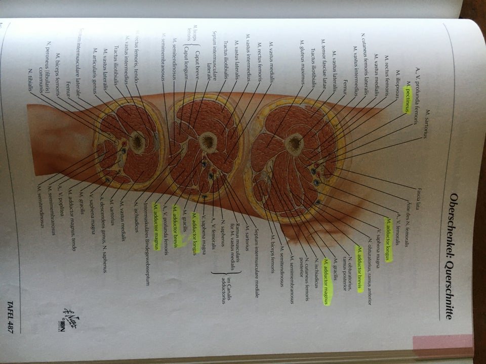 Atlas der Anatomien des Menschen,