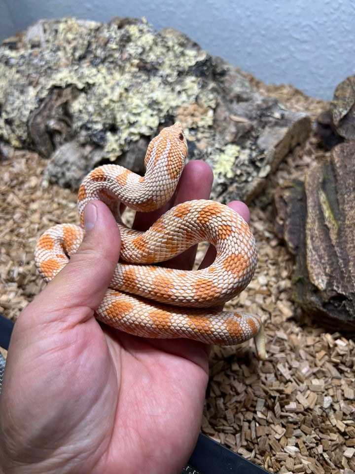 Slange, Heterodon nasicus