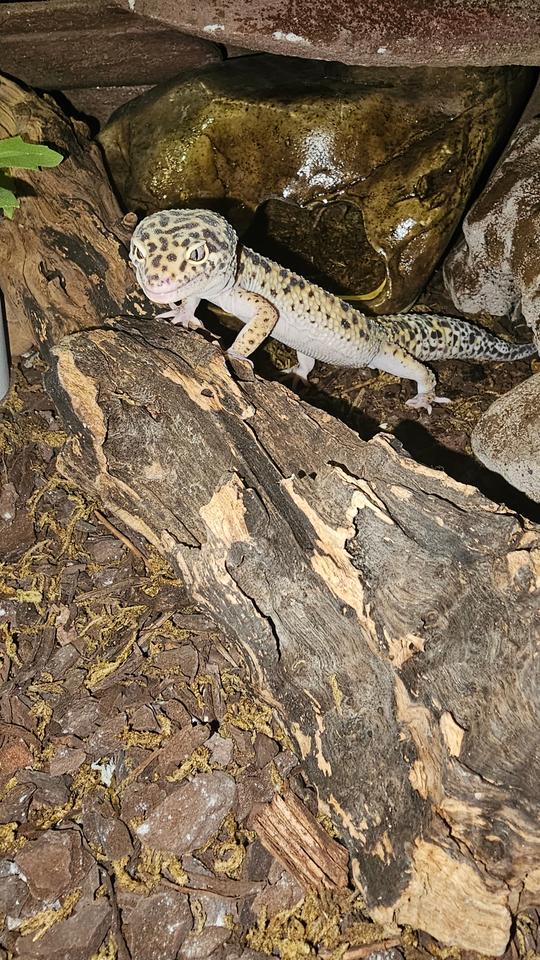 Gekko Leopard gekko