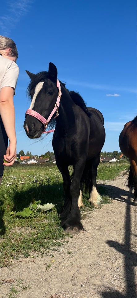 Blanding, hoppe, 3 år