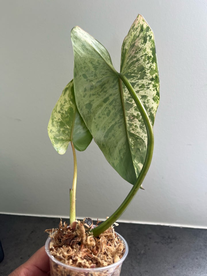 Stueplanter  Philodendron