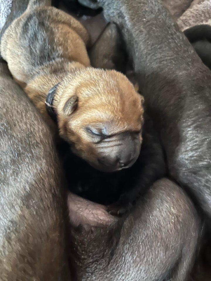 Shar pei, hund, 7 mdr.