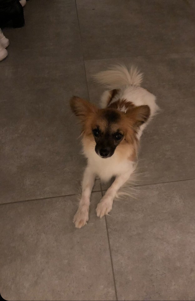 Papillon/Chihuahua, hund, 8 år