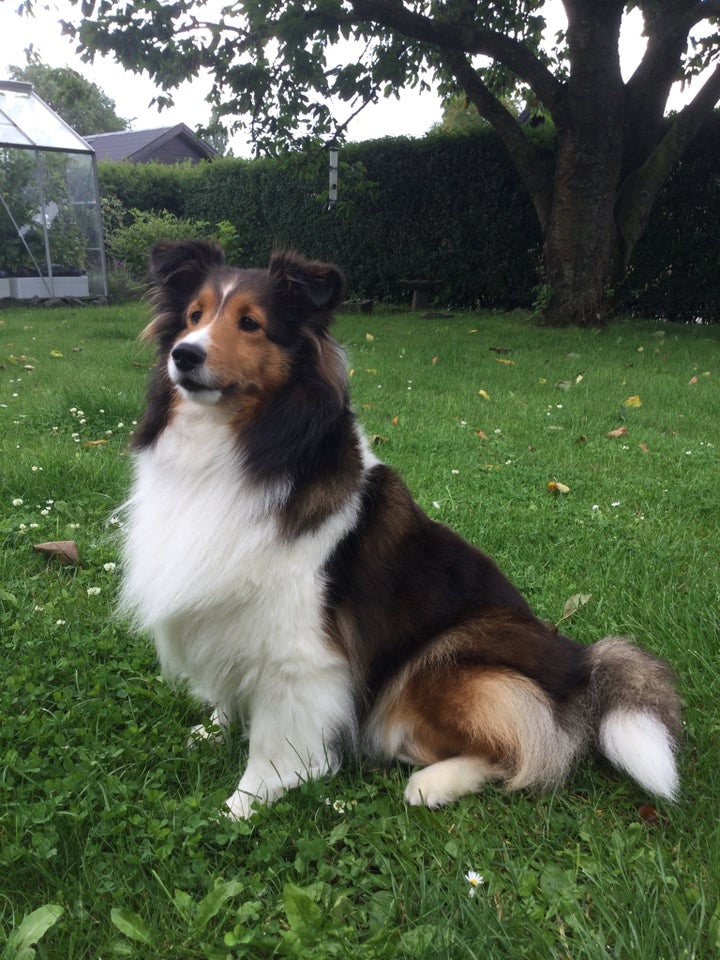 Shetland Sheepdog, hvalpe, 4 uger