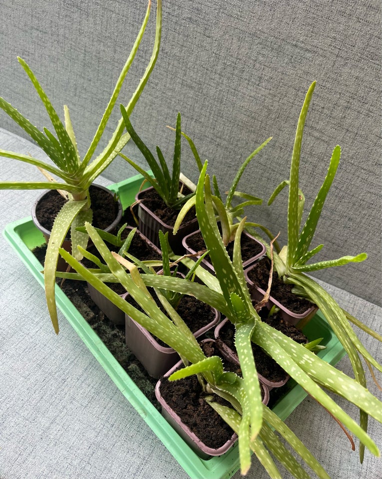 Aloe vera planter