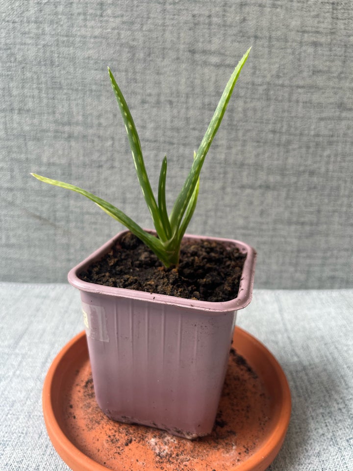 Aloe vera planter