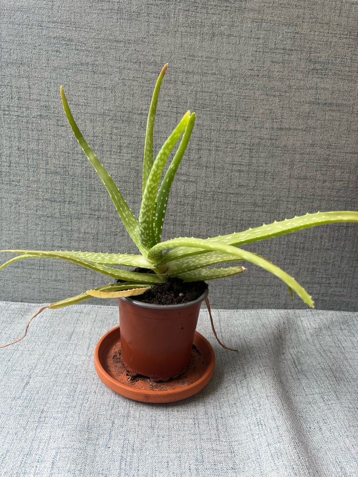 Aloe vera planter