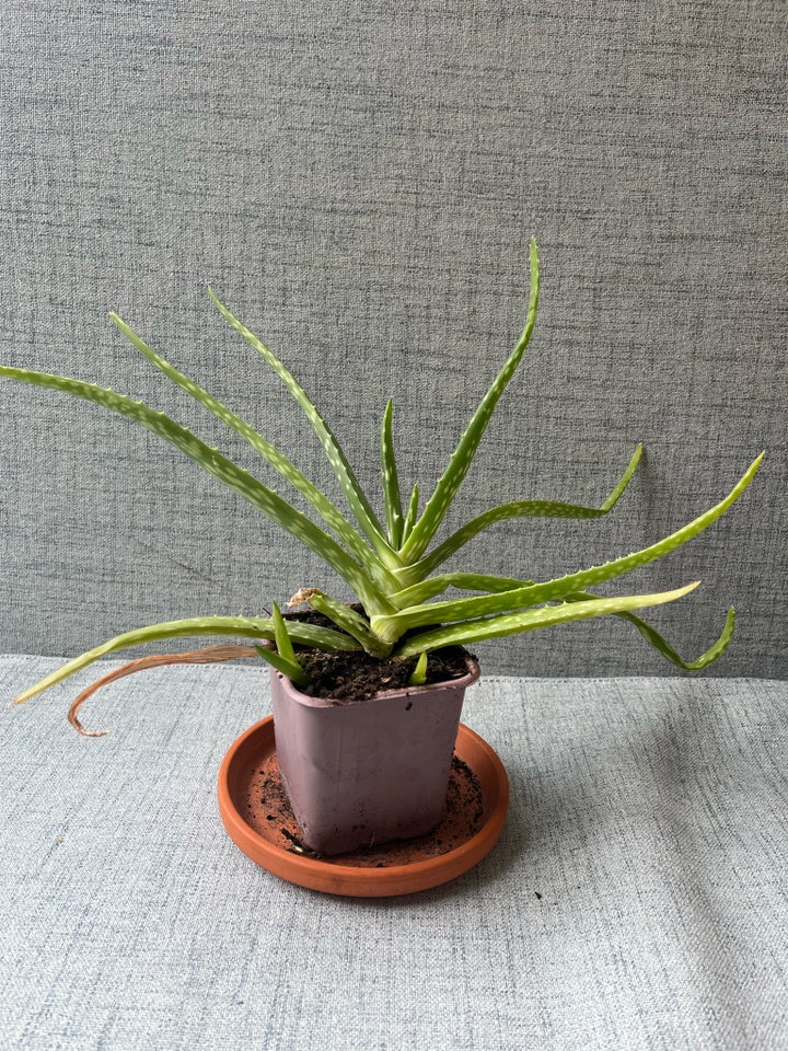 Aloe vera planter