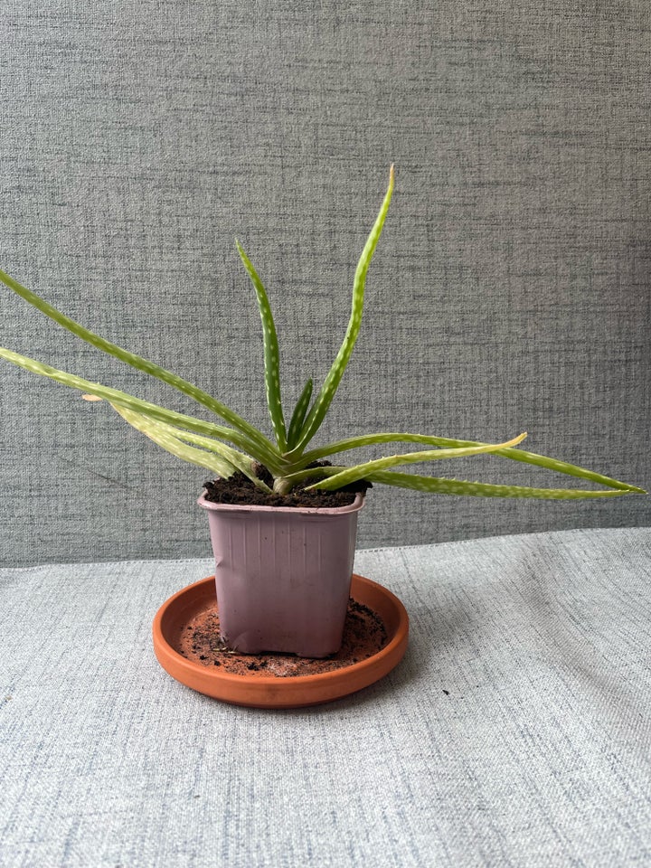 Aloe vera planter