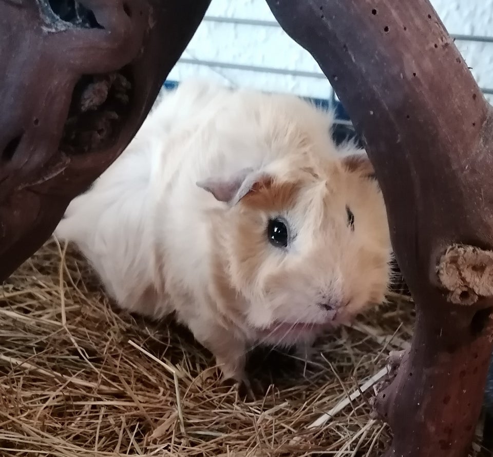 Marsvin, Abyssinier, 1 år