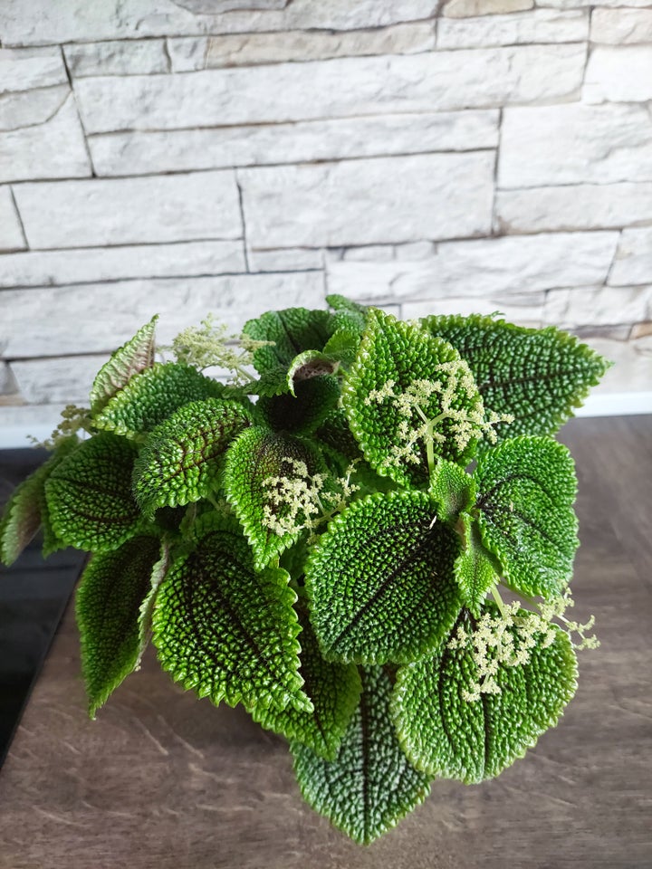 Stueplante, Pilea Moon Valley