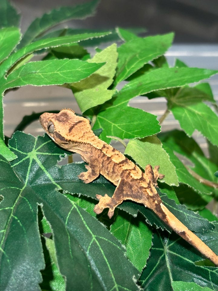 Gekko, Kronegekko