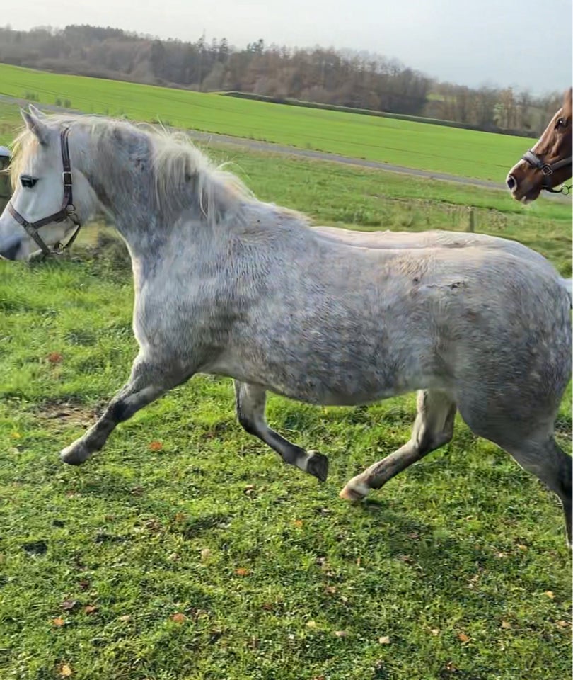 Welsh, hoppe, 3 år