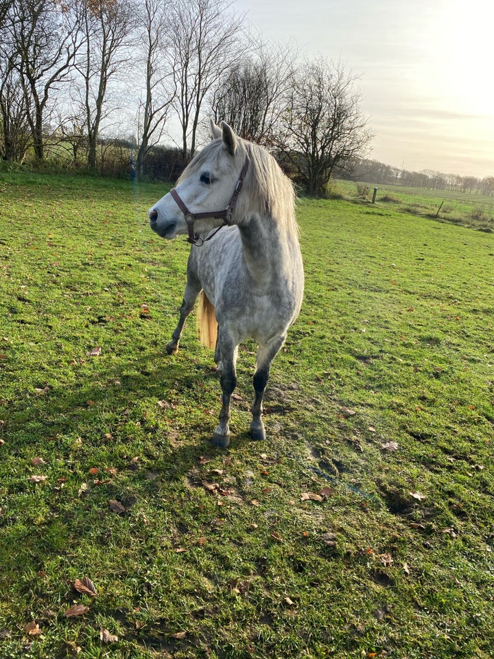 Welsh, hoppe, 3 år