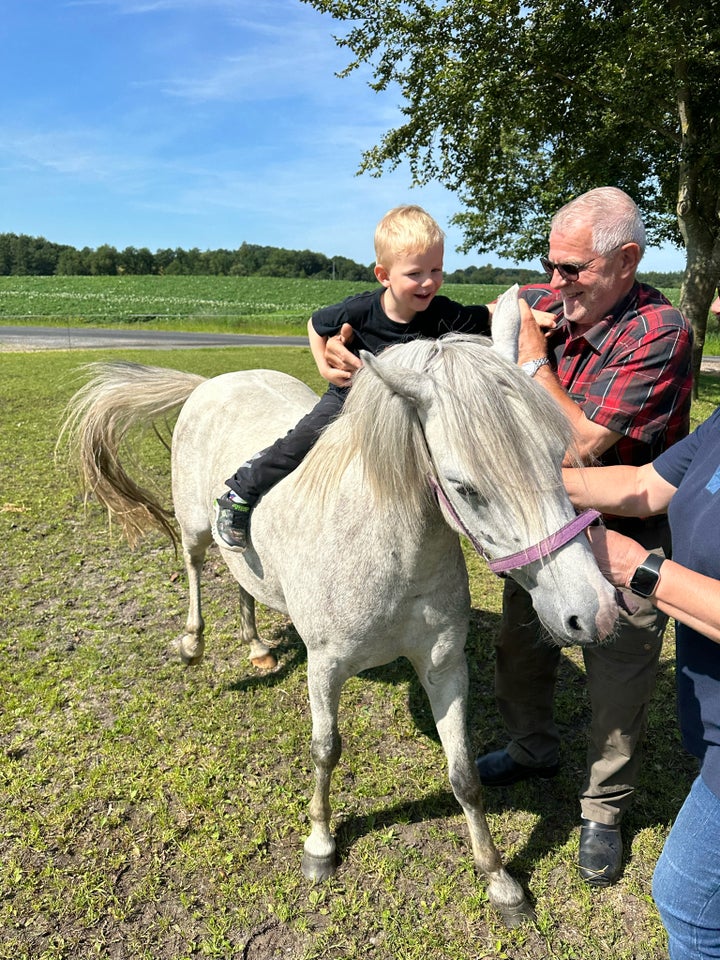 Welsh, hoppe, 3 år