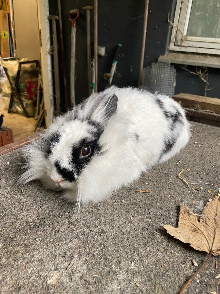 Kanin, Løvehoved, 6 år